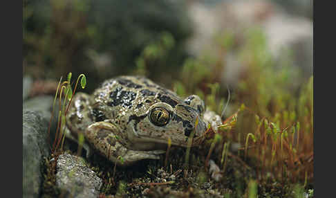 Knoblauchkröte (Pelobates fuscus)