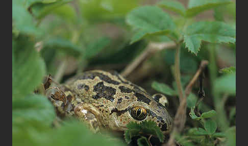 Knoblauchkröte (Pelobates fuscus)