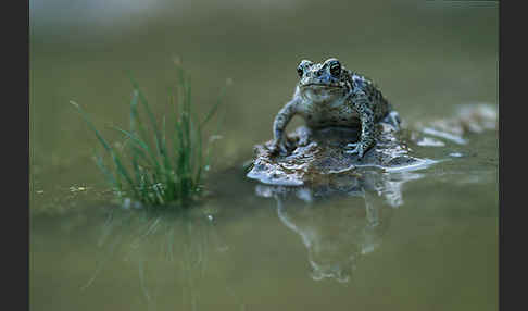 Kreuzkröte (Bufo calamita)