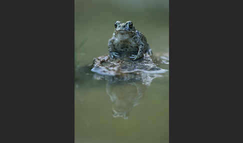 Kreuzkröte (Bufo calamita)