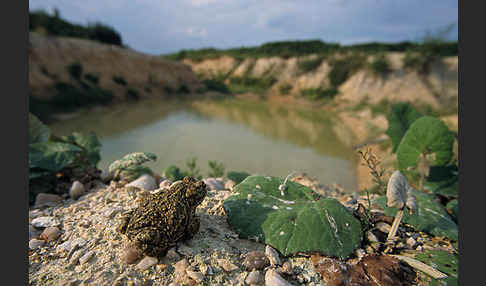 Kreuzkröte (Bufo calamita)