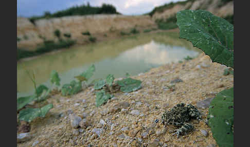 Wechselkröte (Bufo viridis)