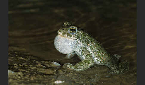 Wechselkröte (Bufo viridis)