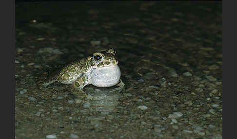 Wechselkröte (Bufo viridis)