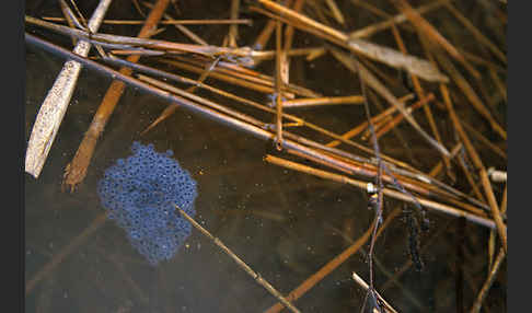 Springfrosch (Rana dalmatina)