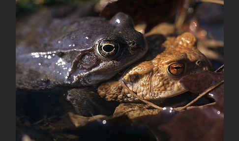 Erdkröte (Bufo bufo)