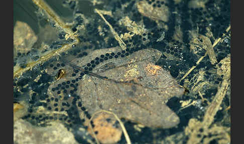 Erdkröte (Bufo bufo)