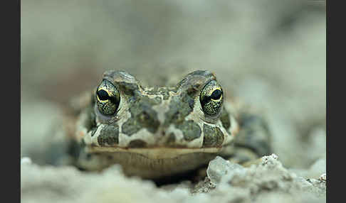 Wechselkröte (Bufo viridis)