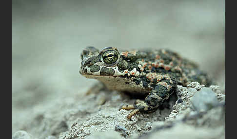 Wechselkröte (Bufo viridis)