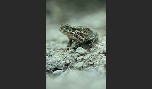 Wechselkröte (Bufo viridis)