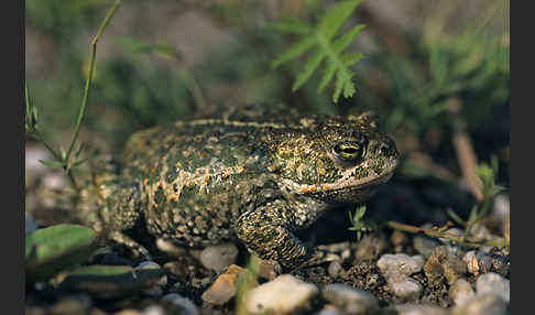 Kreuzkröte (Bufo calamita)