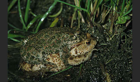 Erdkröte (Bufo bufo)