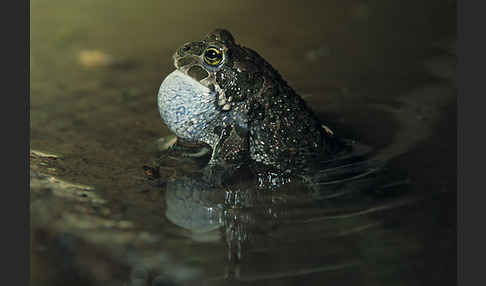 Wechselkröte (Bufo viridis)