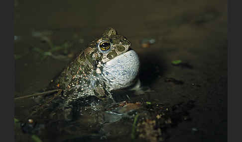 Wechselkröte (Bufo viridis)