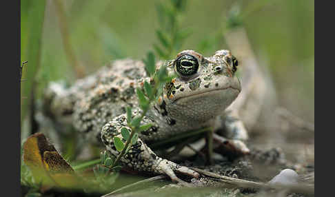 Wechselkröte (Bufo viridis)