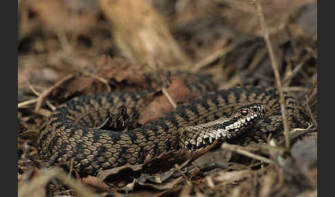 Kreuzotter (Vipera berus)