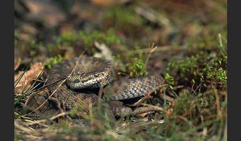 Kreuzotter (Vipera berus)