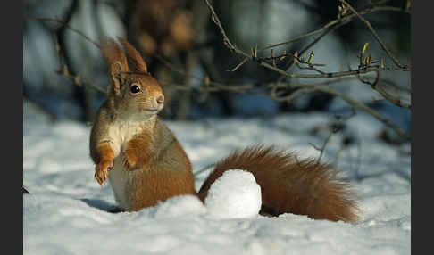 Eichhörnchen (Sciurus vulgaris)