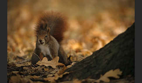 Eichhörnchen (Sciurus vulgaris)