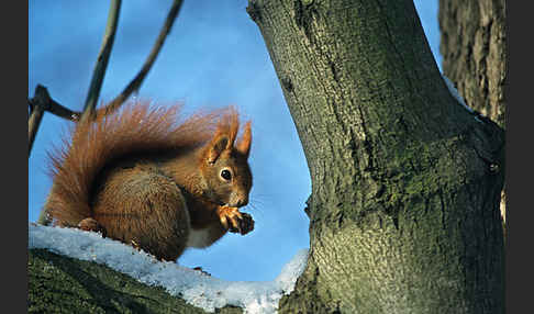 Eichhörnchen (Sciurus vulgaris)