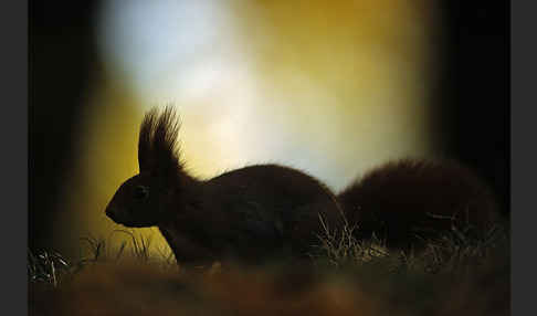 Eichhörnchen (Sciurus vulgaris)