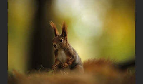 Eichhörnchen (Sciurus vulgaris)