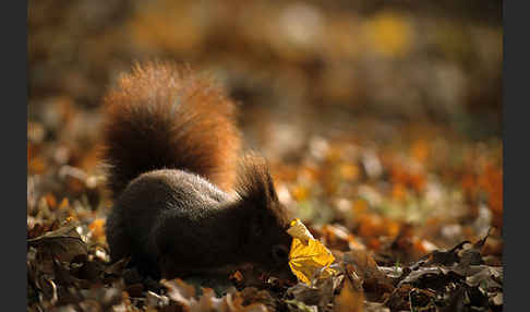 Eichhörnchen (Sciurus vulgaris)