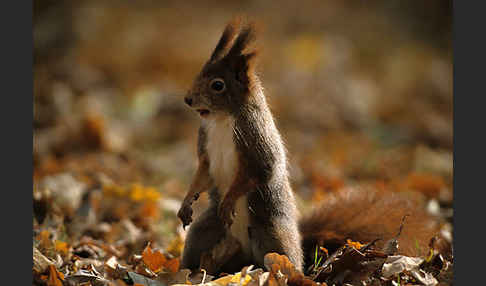 Eichhörnchen (Sciurus vulgaris)