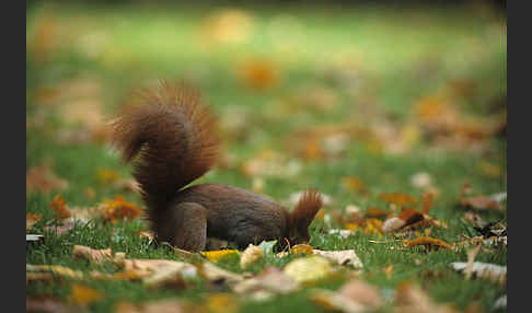 Eichhörnchen (Sciurus vulgaris)