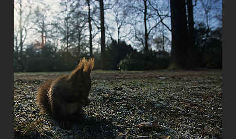 Eichhörnchen (Sciurus vulgaris)