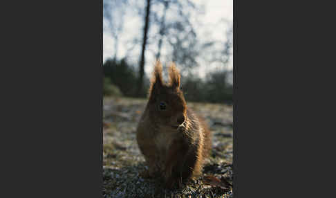 Eichhörnchen (Sciurus vulgaris)