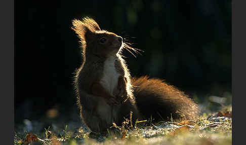 Eichhörnchen (Sciurus vulgaris)