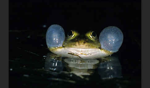 Teichfrosch (Pelophylax kl. esculentus)