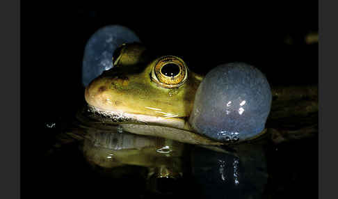 Teichfrosch (Pelophylax kl. esculentus)