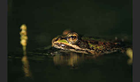 Teichfrosch (Pelophylax kl. esculentus)