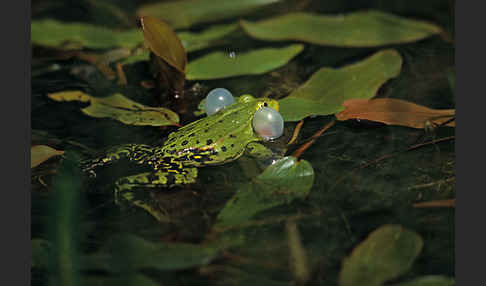 Teichfrosch (Pelophylax kl. esculentus)