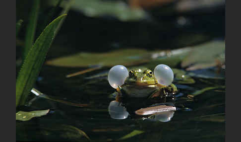 Teichfrosch (Pelophylax kl. esculentus)