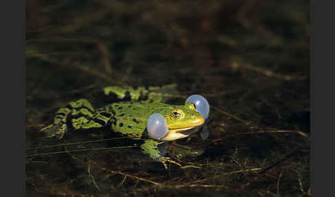 Teichfrosch (Pelophylax kl. esculentus)