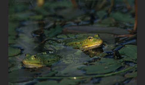 Teichfrosch (Pelophylax kl. esculentus)