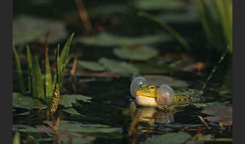 Teichfrosch (Pelophylax kl. esculentus)