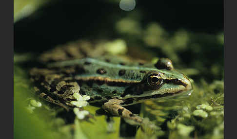 Teichfrosch (Pelophylax kl. esculentus)