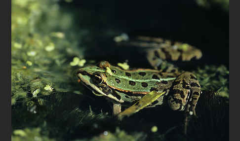 Teichfrosch (Pelophylax kl. esculentus)