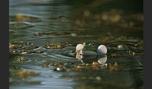 Teichfrosch (Pelophylax kl. esculentus)