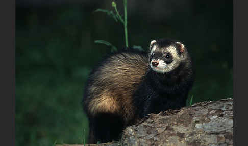 Iltis (Mustela putorius)