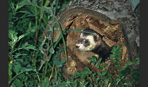 Iltis (Mustela putorius)