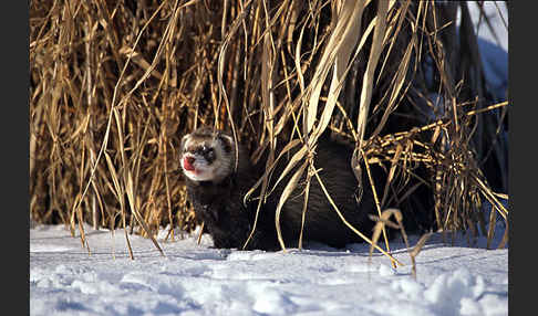 Iltis (Mustela putorius)