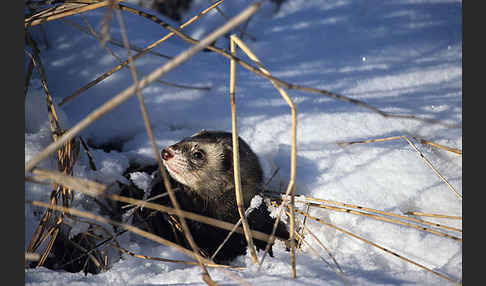 Iltis (Mustela putorius)