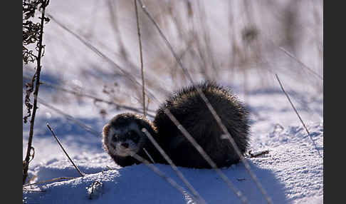 Iltis (Mustela putorius)