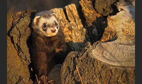 Iltis (Mustela putorius)