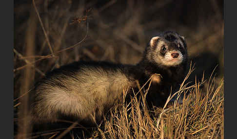 Iltis (Mustela putorius)